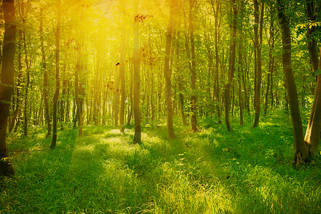 绿林中的阳光春天图片