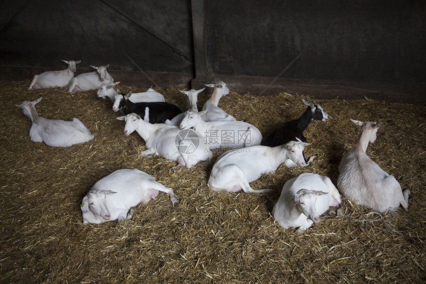 一群山羊躺在地上图片