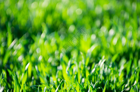 背景绿草坪背景图片