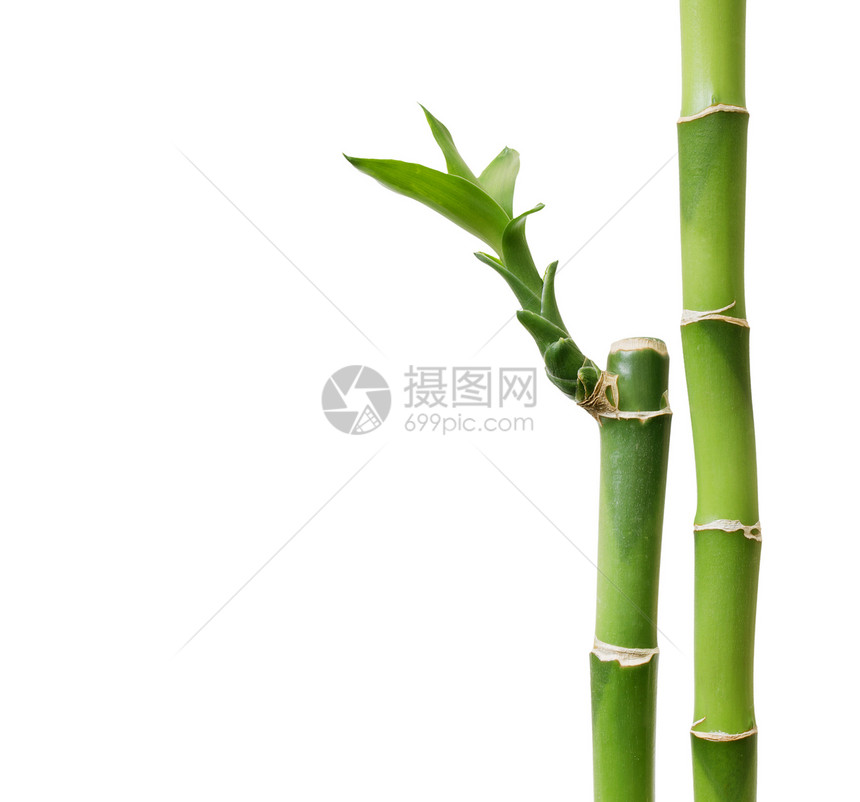 白上孤立的竹图片