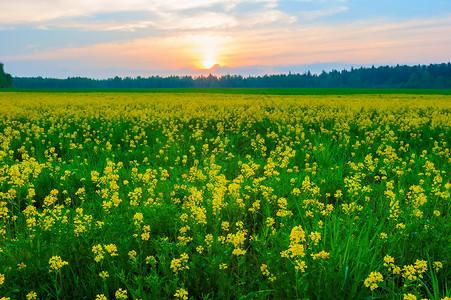 日落在黄花的田野上图片
