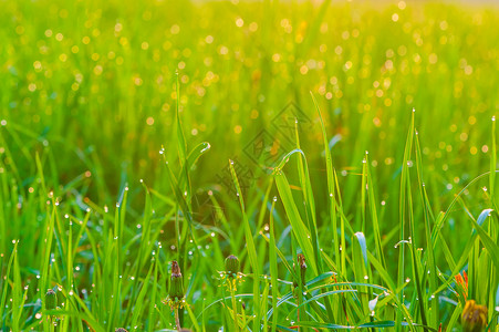 露水草阳光清晨绿草被露覆盖背景