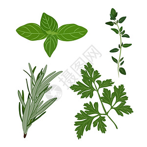 植物迷迭香用于季节肉类家禽炖菜汤花束的香味叶子插画