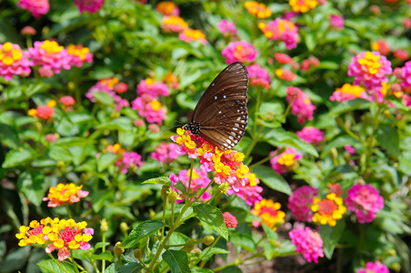 翼梢小翼美丽的蝴蝶花朵背景的美丽蝴蝶背景