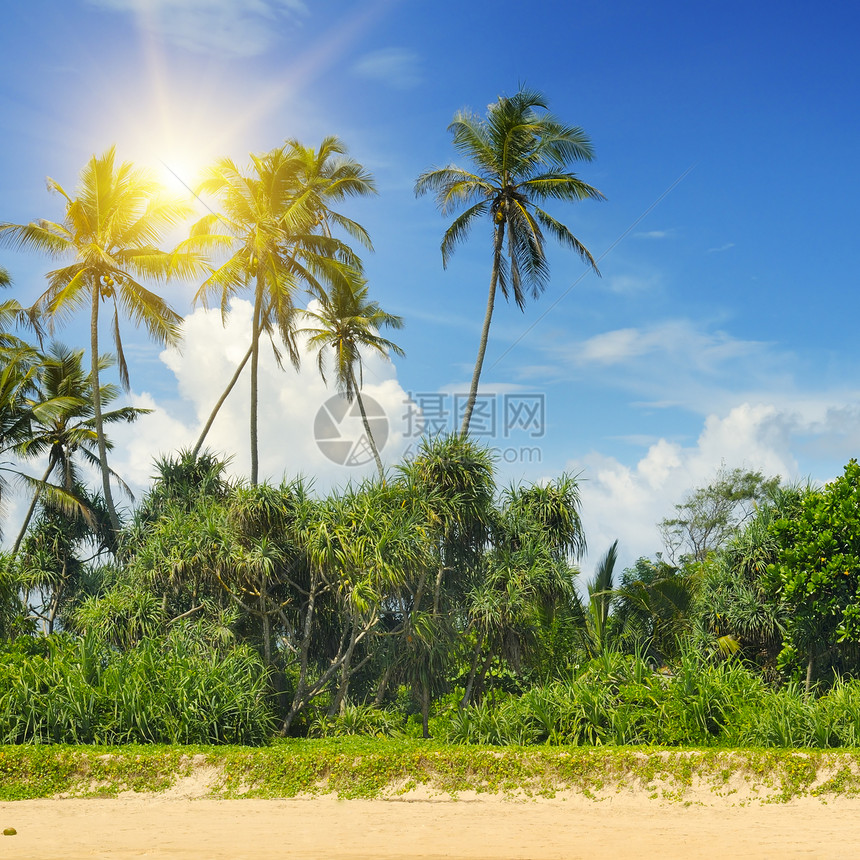 沙滩上的热带棕榈图片