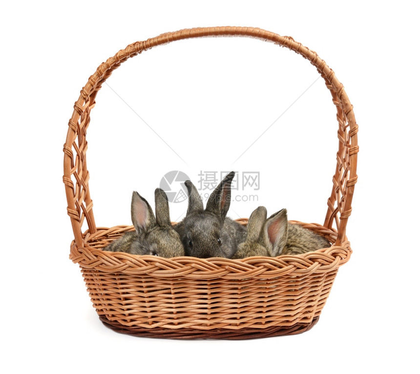 在篮子中的兔子图片