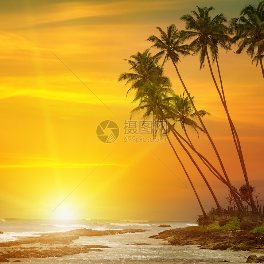 太阳升起热带棕榈树和海洋图片