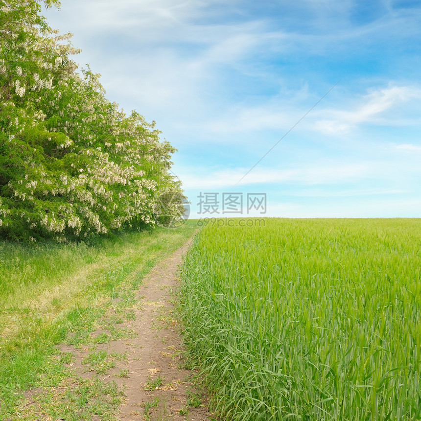 田野厚的花粉和乡村公路图片