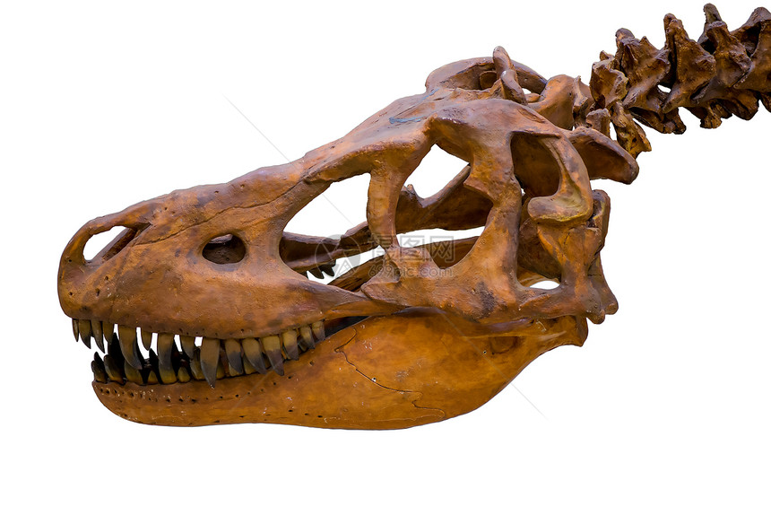 在白色背景上被孤立的暴龙雷克斯骨头骼图片