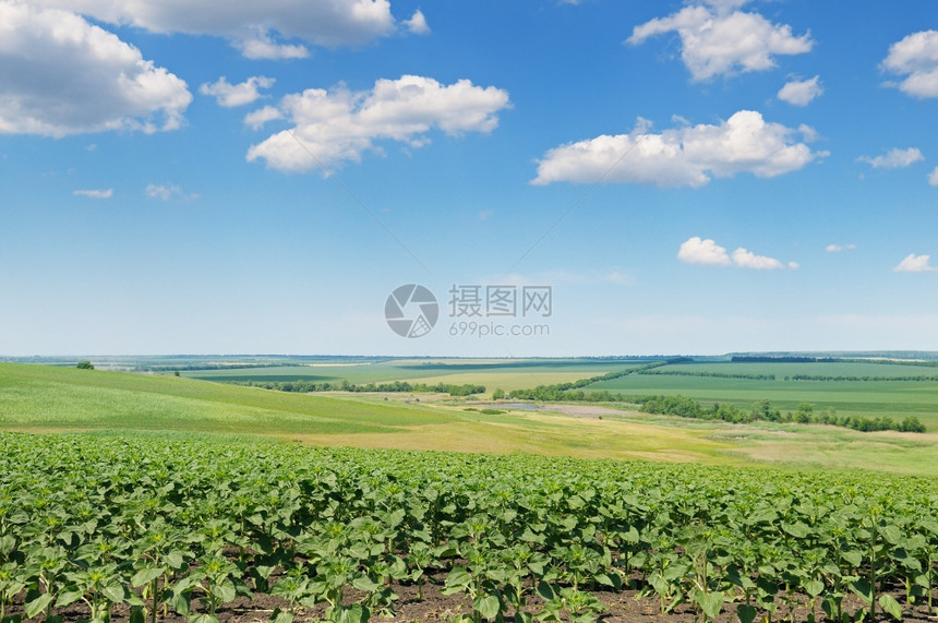 向日葵和蓝天空图片