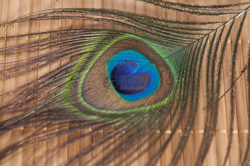 木制背景的孔雀羽毛图片