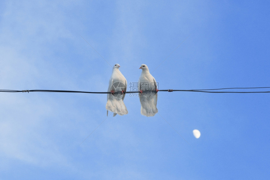一对白鸽子坐在电线上线上图片
