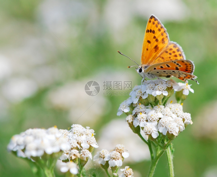 夏天草原上的蝴蝶稀少铜图片