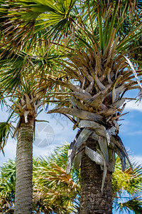 亚热带气候中我们地区热带气候中棕榈树a图片