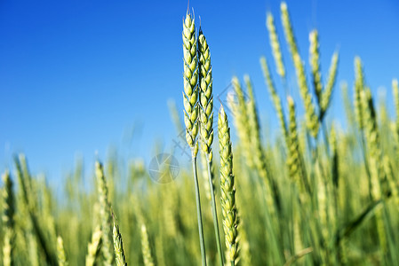 小麦田和蓝天空背景图片