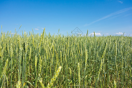 绿麦田和蓝天空背景图片