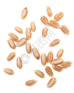 白本上孤立的小麦粒高清图片