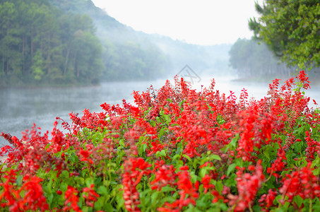 美丽的湖和红花图片