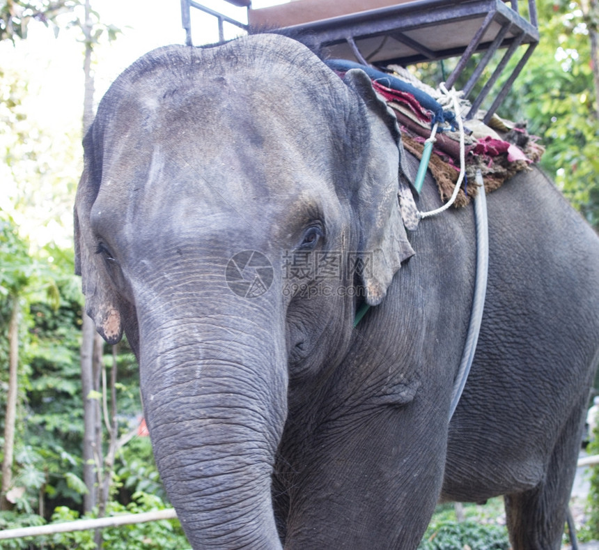 泰王国的大象图片