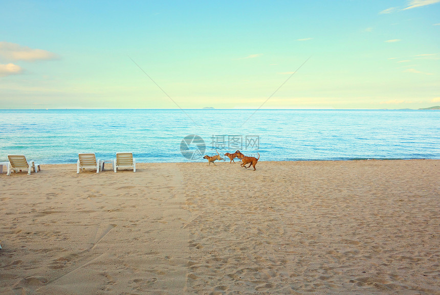 在沙滩上跑狗图片