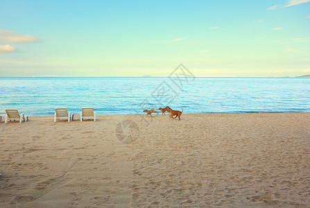 在沙滩上跑狗图片