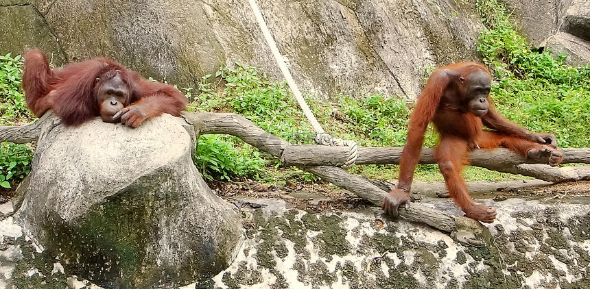 动物园里的两个猩猩图片