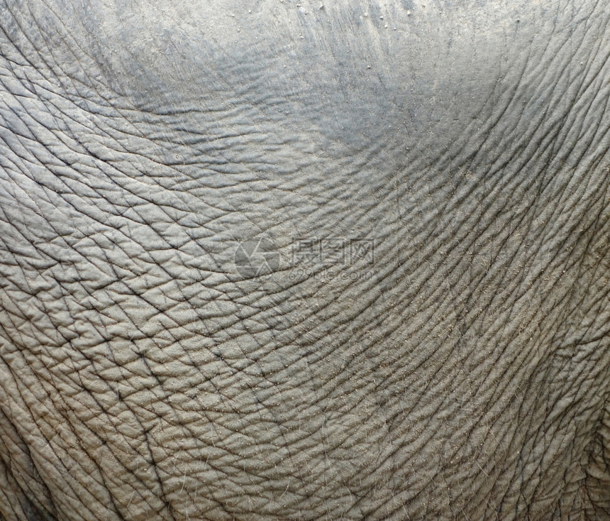 大象皮肤纹理图片