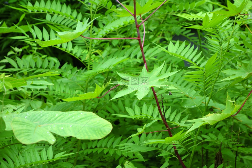 热带植物图片