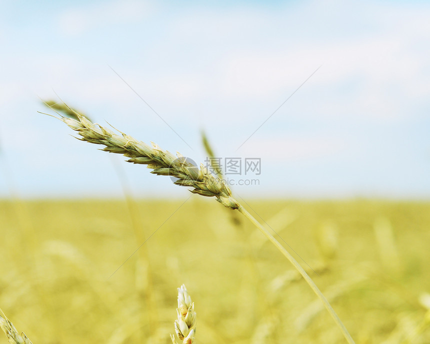 小麦耳对天图片