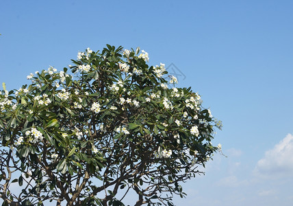 长着花朵的fraipn树与天空对立的花朵图片
