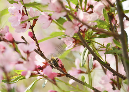 蜜蜂从樱花中收集粉图片