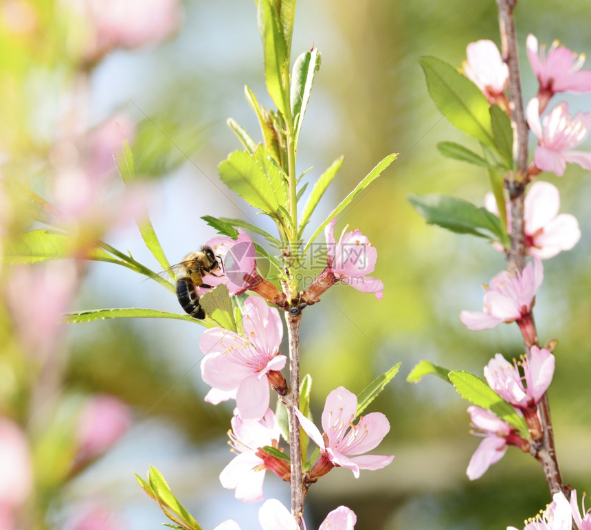 蜜蜂从樱花中收集粉图片