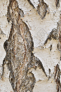 桦木树皮Birch树皮背景背景