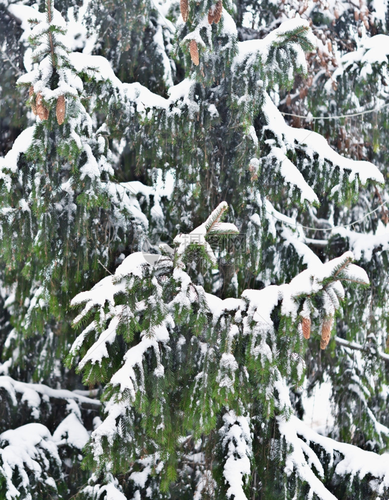 近距离拍下有雪的松树图片