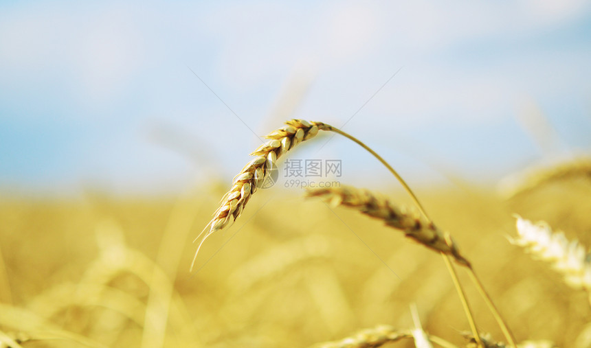 小麦耳对天图片