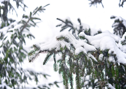 带清雪的松树图片