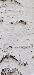 Birch树皮背景图片