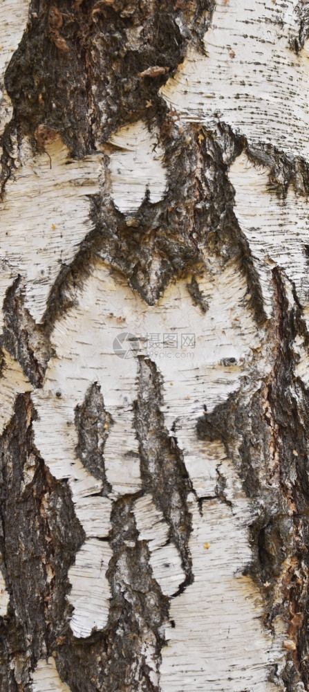 Birch树皮背景图片