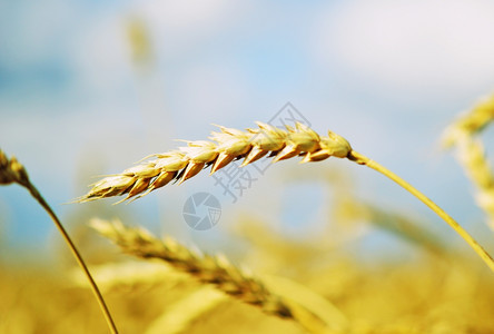 金色粒子光线对碰小麦耳对天背景