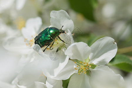 甲虫昆白苹果花上的绿玫瑰香盆紧贴的白苹果花背景