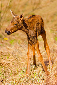新生的幼鹿站立在摇晃的腿上图片