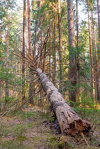 森林里腐烂的树木图片