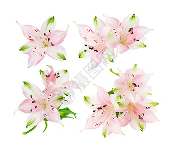 一组四张粉色白底花朵的照片高清图片