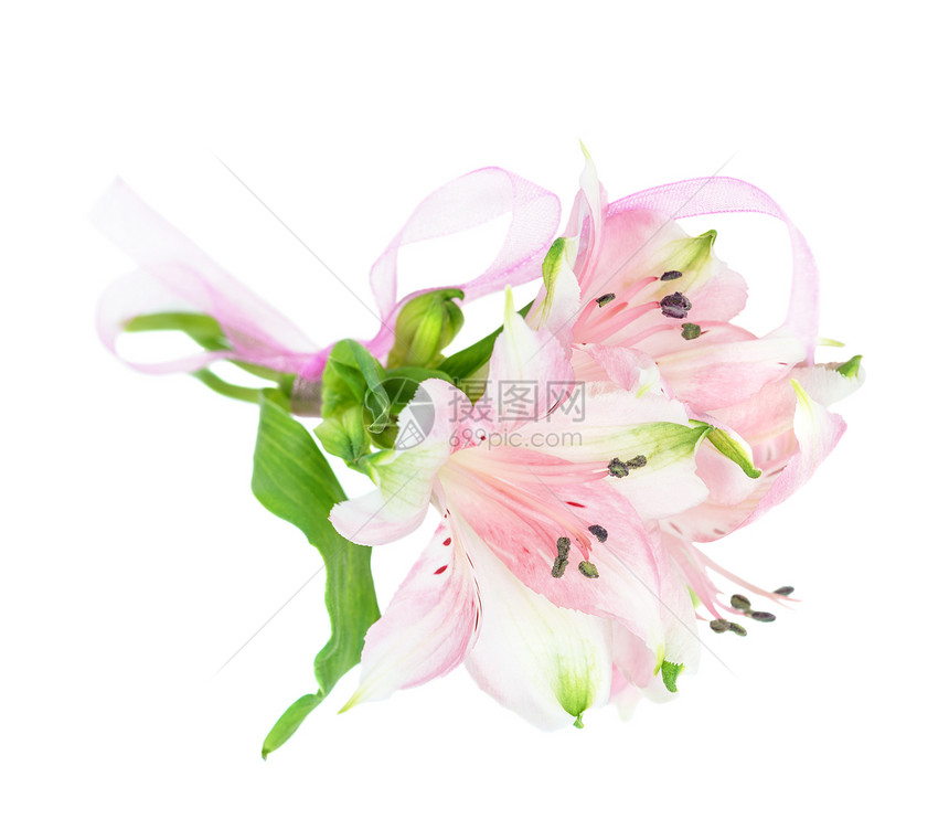 三朵白底带粉红色丝的白花朵图片