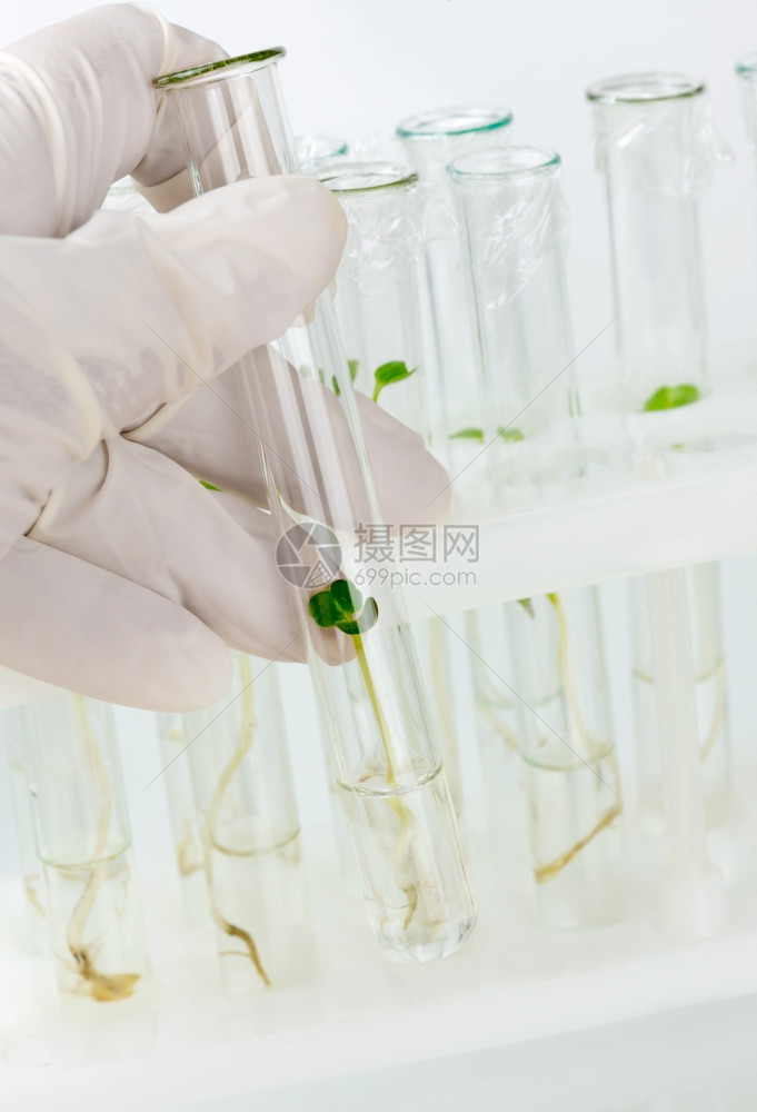 手持橡胶套装有生物材料封闭式试管的橡胶手套图片