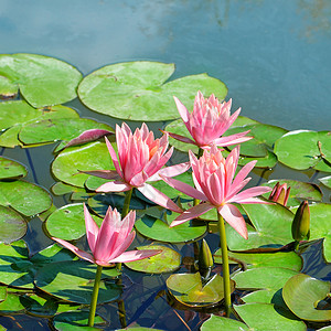 池塘中粉红色水百合花图片
