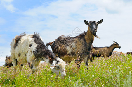 放牧的家养山羊高清图片