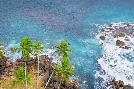 海洋岩石岸和椰子棕榈顶楼图片