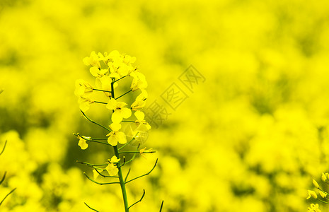 菜籽田中的油花高清图片