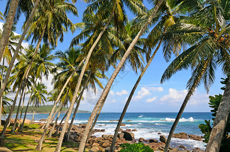 海滩沿岸的椰子树图片